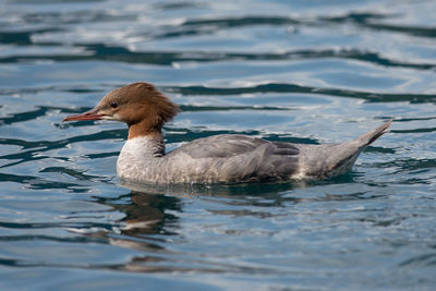 Duck swimming in lake