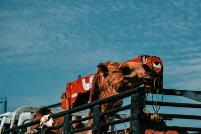 View of cow against sky