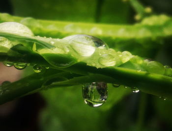 Close-up of water drops on leaf