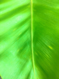 Full frame shot of green leaf