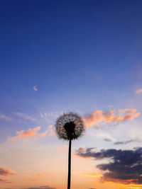 Low angle view of dandelion against sky during sunset