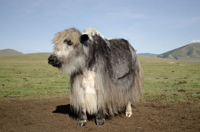 Sheep in a field