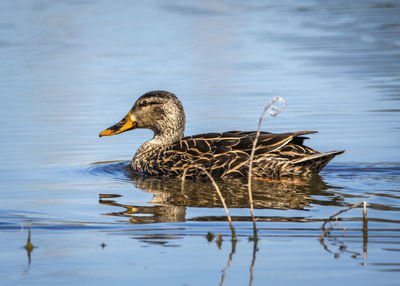 Duck swimming on lake