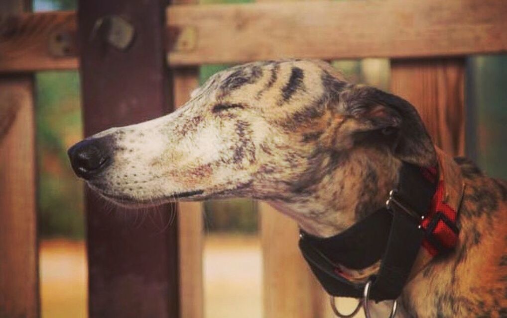 CLOSE-UP OF A DOG LOOKING AWAY OUTDOORS