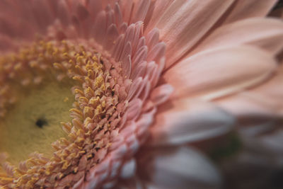 Close-up of flowering plant