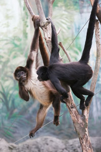 Monkey hanging on tree