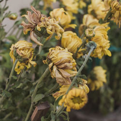 Close-up of yellow flowering plant