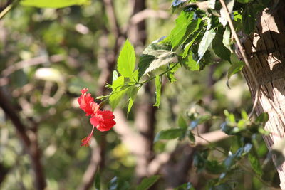 Close-up of red flowers