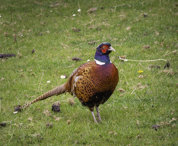 High angle view of a pheasant  on grass