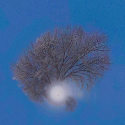 Low angle view of tree against blue sky