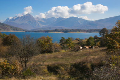 Cows grazing near campotosto lake in abruzzo, italy