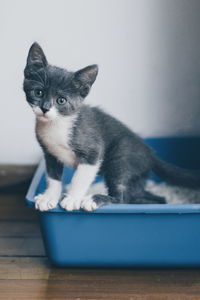 Close-up of kitten on blue tub