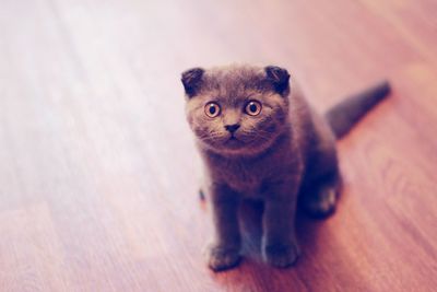 Close-up portrait of cat