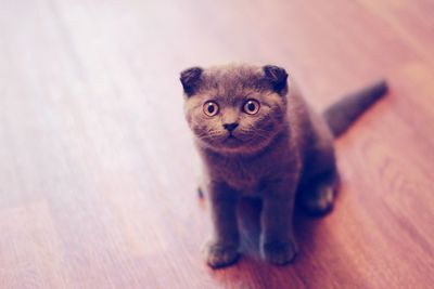 Portrait of kitten sitting on floor