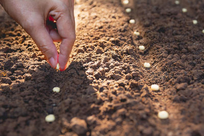 Cropped hand sowing seeds in soil