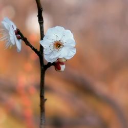 Close-up of white flowers on branch