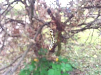 Close-up of insect on tree trunk