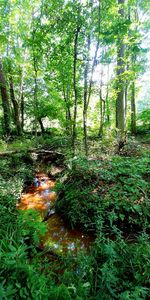 Trees and plants in forest