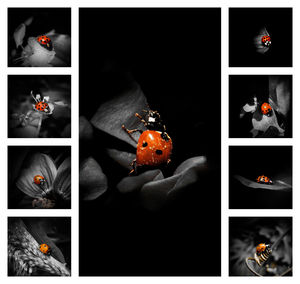 Digital composite image of birds over black background