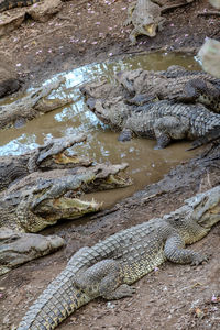 High angle view of crocodile in the river