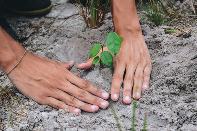 Cropped hands of person planting sapling on land