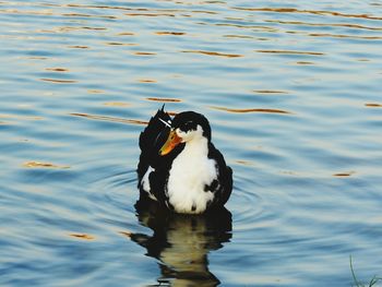 Duck swimming in lake