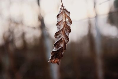 Close-up of dried hanging against blurred background