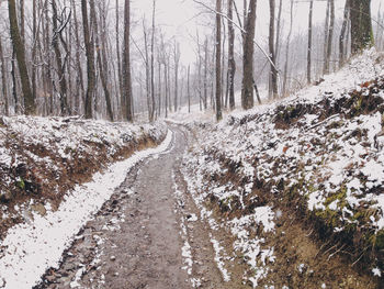 Road passing through forest