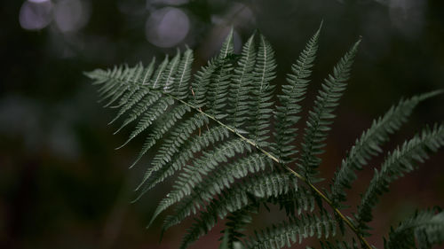 Close-up of palm tree