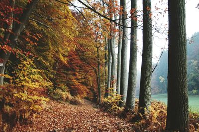 Trees in forest