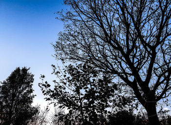 Low angle view of silhouette tree against clear blue sky