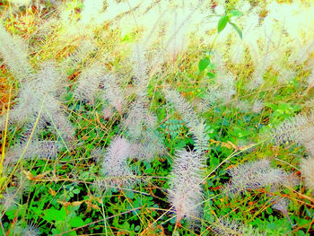 High angle view of flowering plants on field