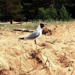 Seagull perching on a land