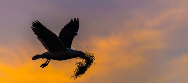 Low angle view of a bird flying