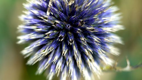 Close-up of purple flower