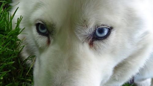 Close-up portrait of a dog