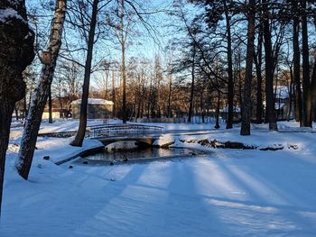 Bare trees on snow covered land