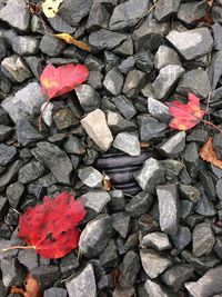 Full frame shot of autumn leaves