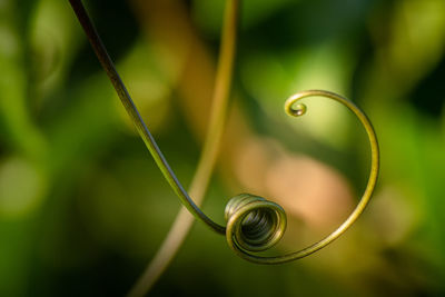 Close-up of dew drop on stem