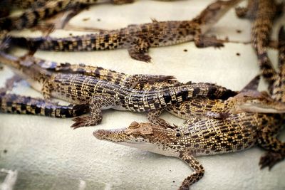 Close-up portrait of crocodile