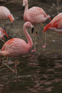 Flamingo in lake