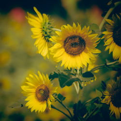 Close-up of yellow flowering plant