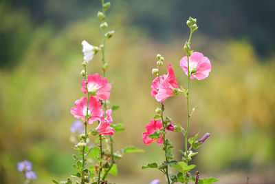 Close-up of pink flowering plant