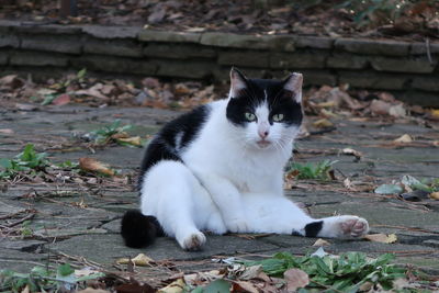 Portrait of cat sitting on field