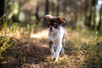 Portrait of dog on field