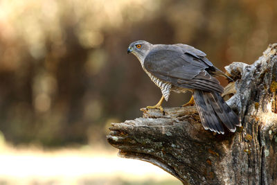 Close-up of a bird perching on wood