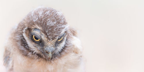 Close-up of bird