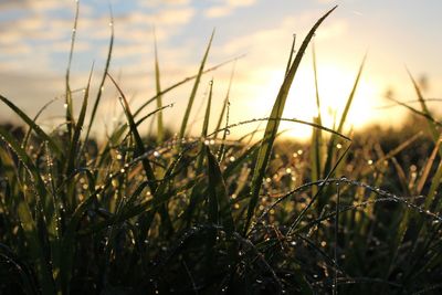 Close-up of plants on field against sky