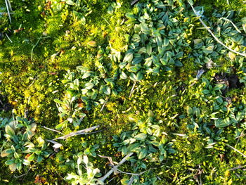 Full frame shot of fruit tree