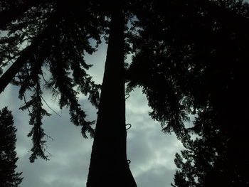 Low angle view of trees against sky